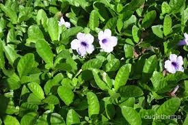 Ruellia tuberosa fullplant3.jpg